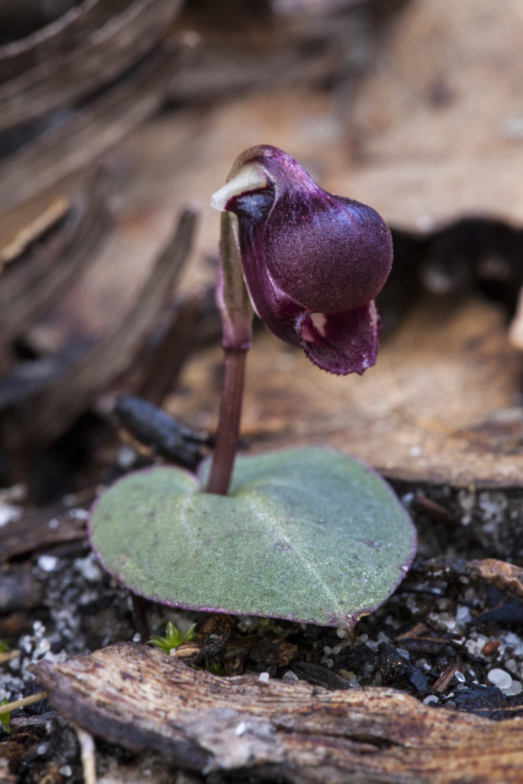 Corybas unguiculatus (hero image)