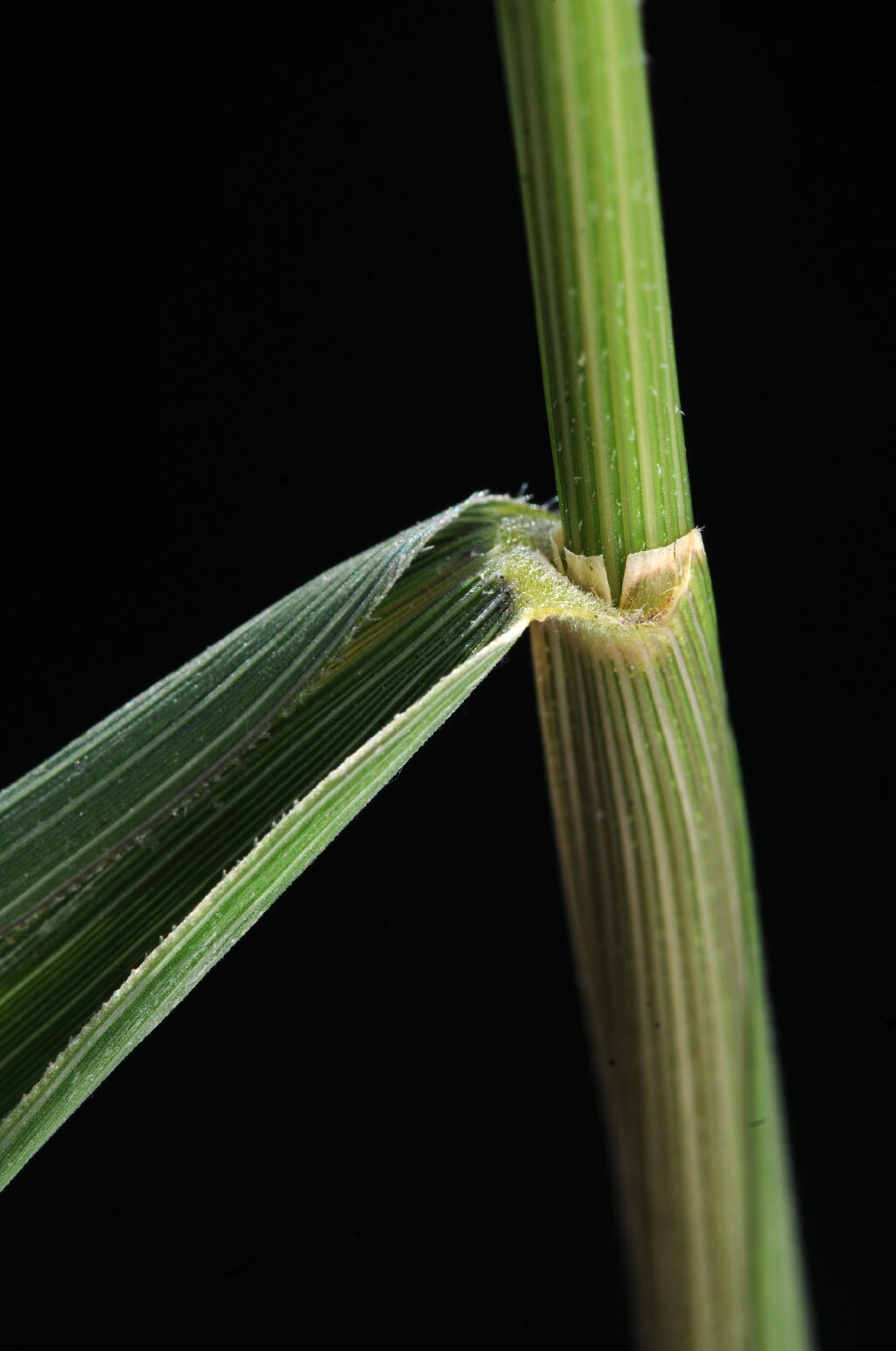 Leersia oryzoides (hero image)