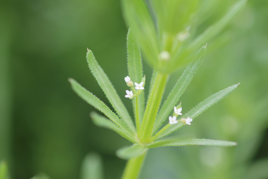 Galium tricornutum (hero image)