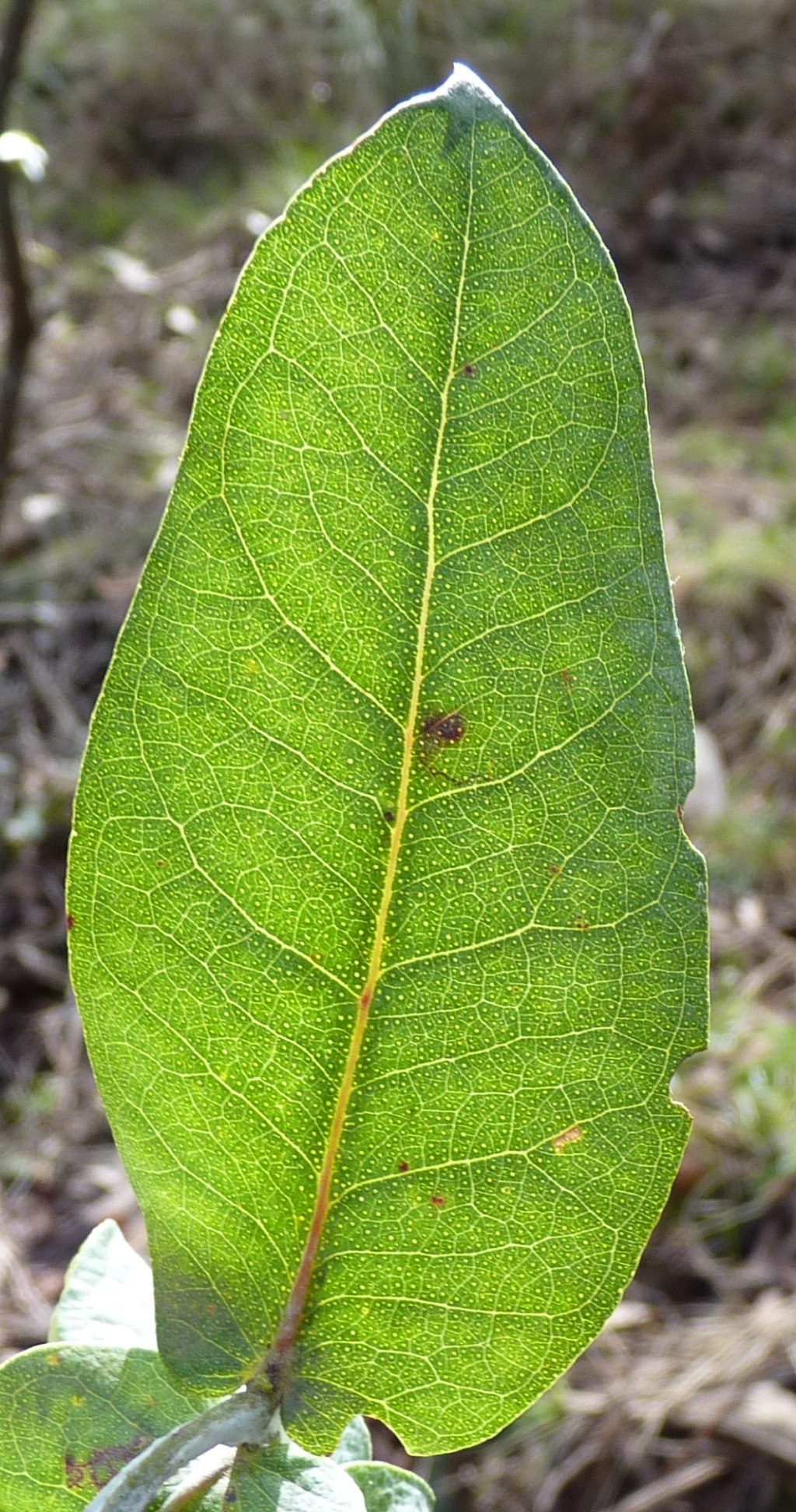 Eucalyptus globulus subsp. bicostata (hero image)