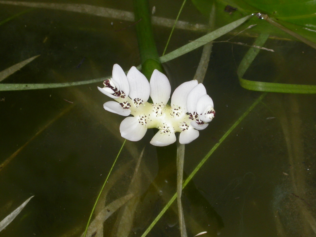 Aponogeton distachyos (hero image)