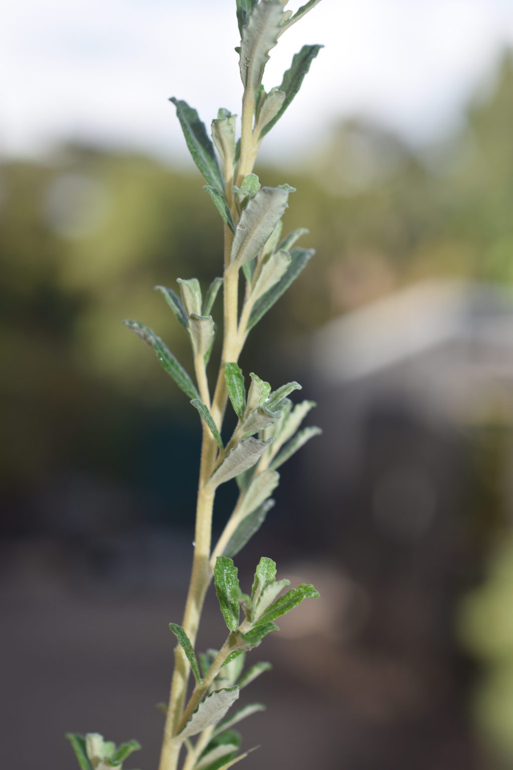 Olearia phlogopappa subsp. serrata (hero image)