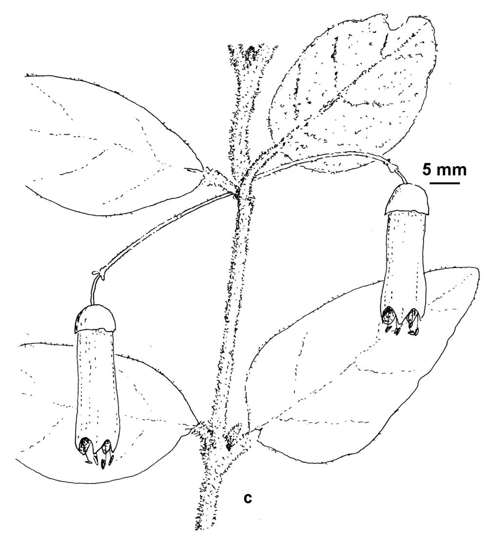 Correa lawrenceana var. cordifolia (hero image)