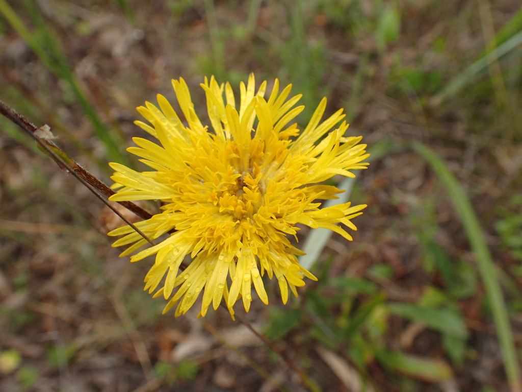 Podolepis decipiens (hero image)