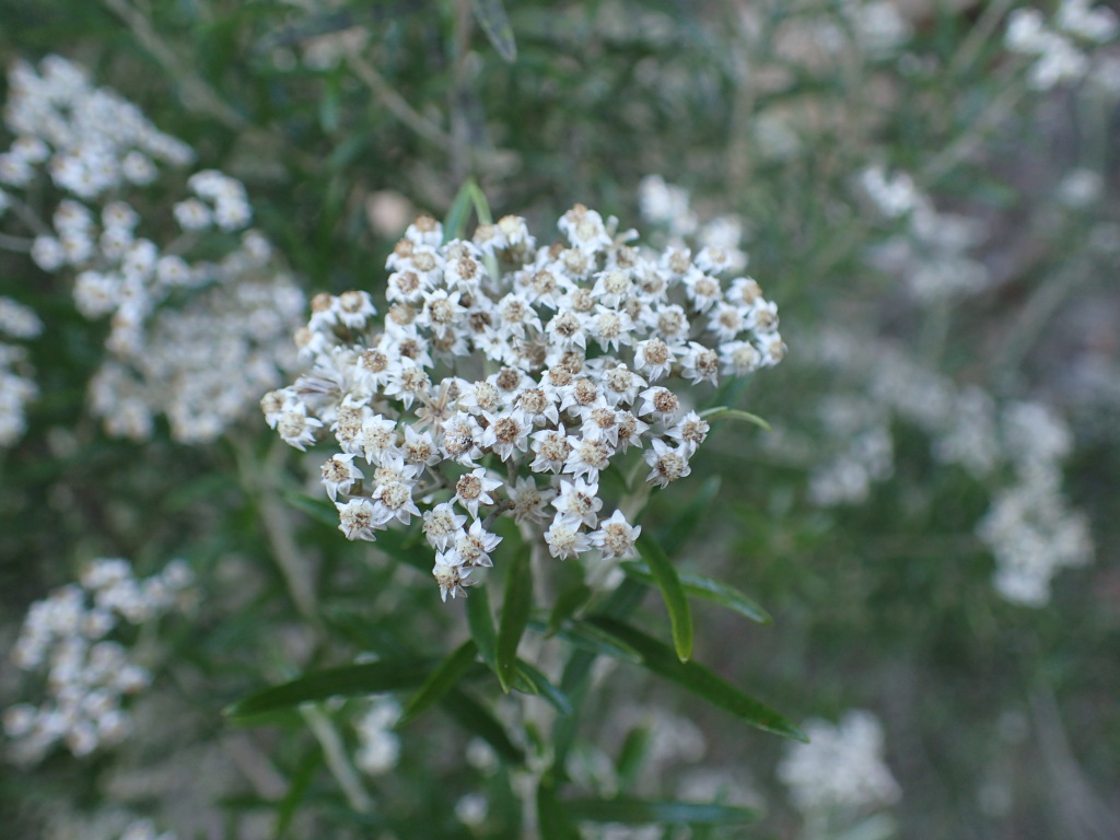 Ozothamnus conditus (hero image)