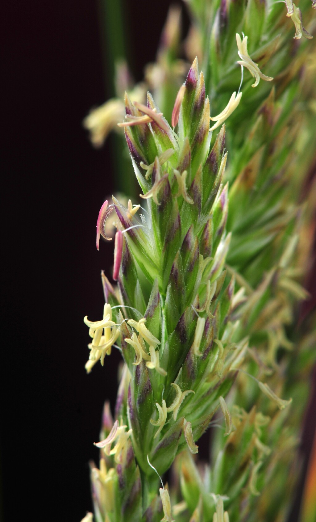 Poa poiformis (hero image)