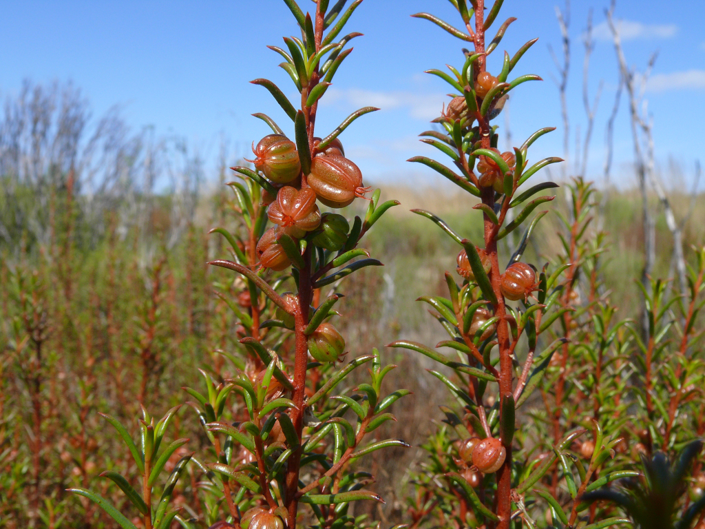 Gyrostemon (hero image)