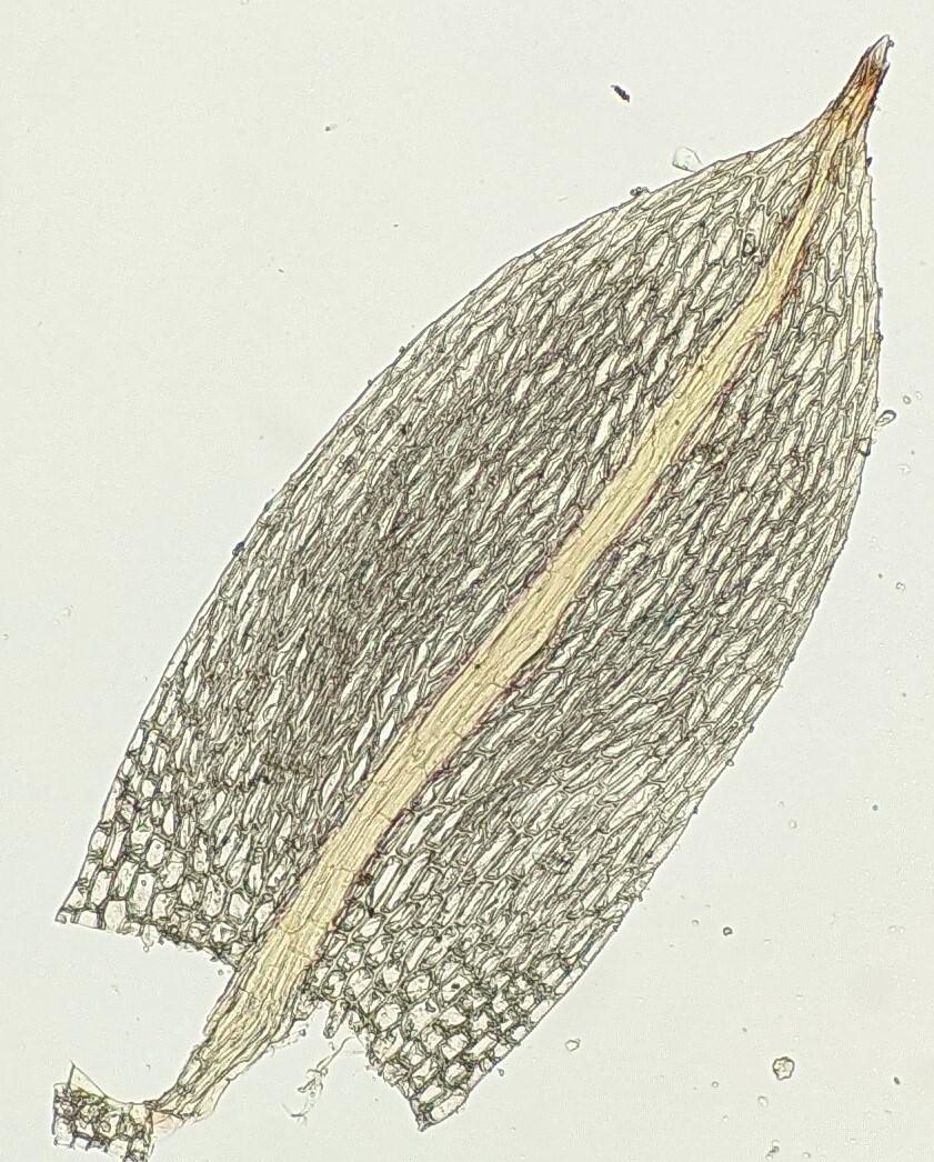 Bryum tenuisetum (hero image)