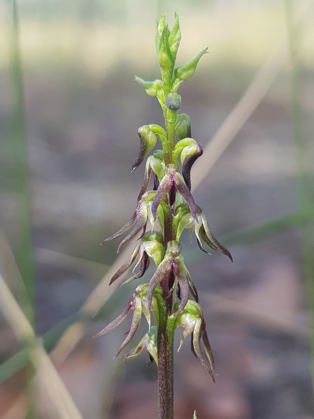 Corunastylis despectans (hero image)