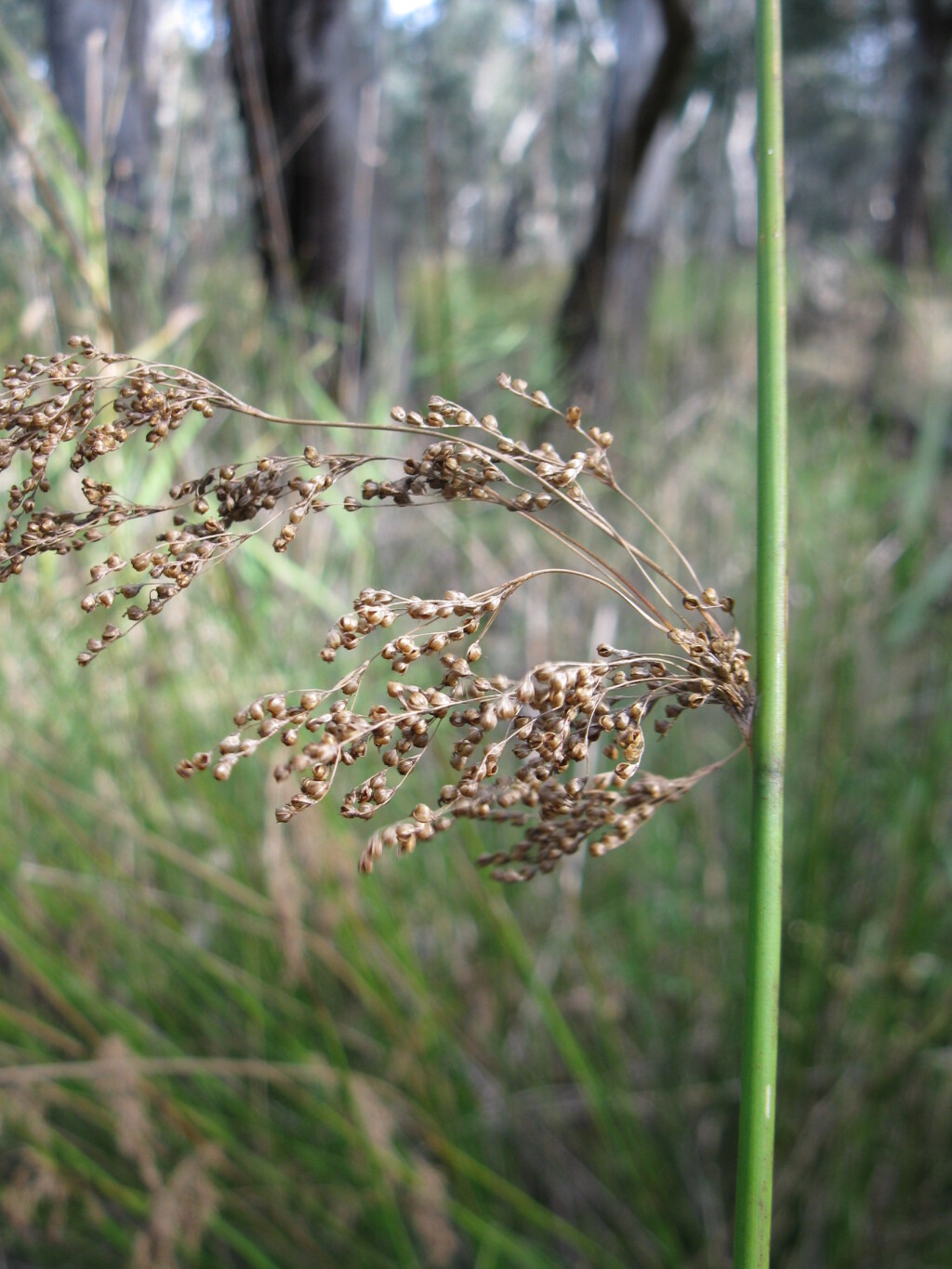 Juncus psammophilus (hero image)