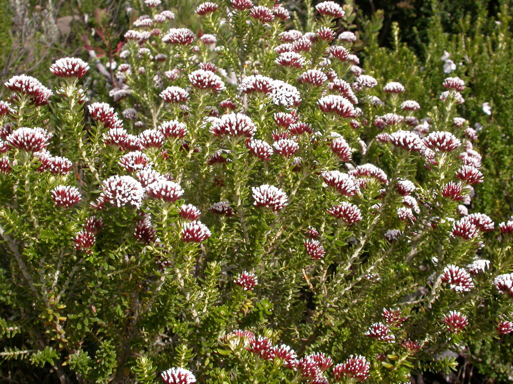 Ozothamnus alpinus (hero image)