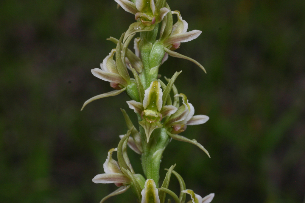 Prasophyllum fosteri (hero image)