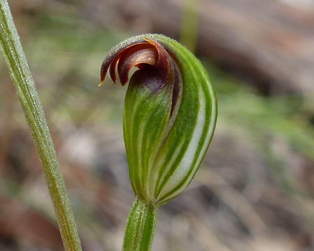 Pterostylis rubescens (hero image)