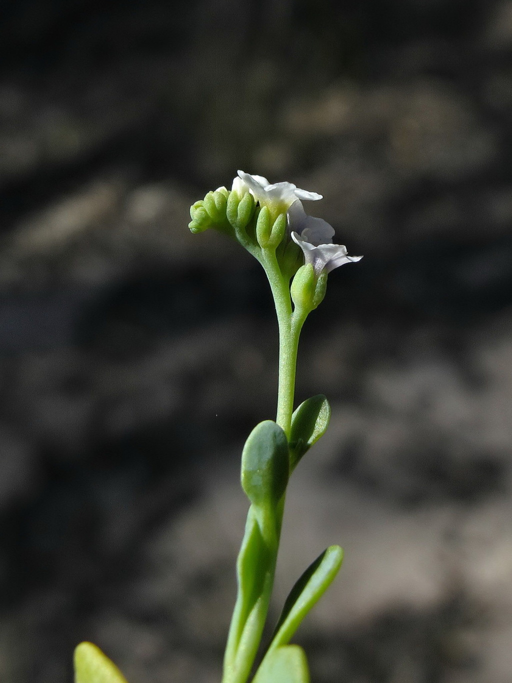 Heliotropium curassavicum (hero image)