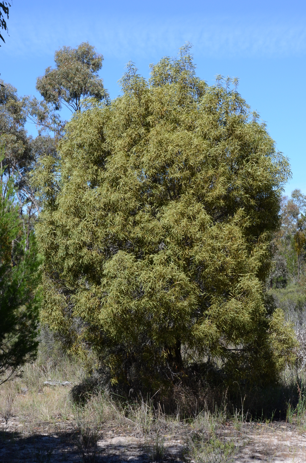 Santalum acuminatum (hero image)