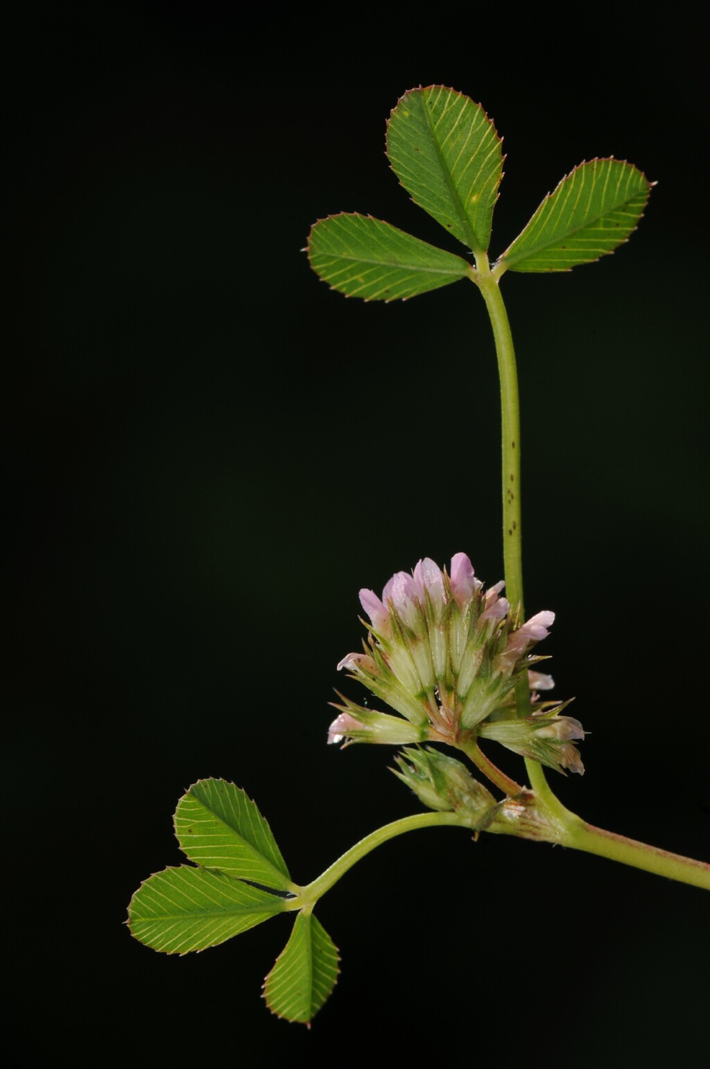 Trifolium cernuum (hero image)