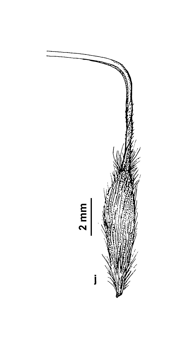 Austrostipa gibbosa (hero image)