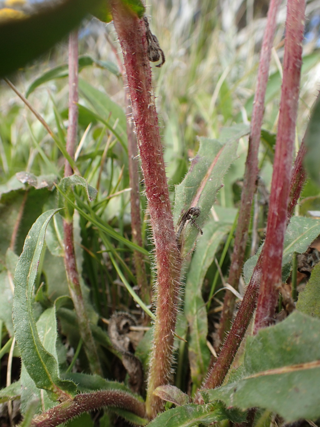 Picris angustifolia subsp. merxmuelleri (hero image)