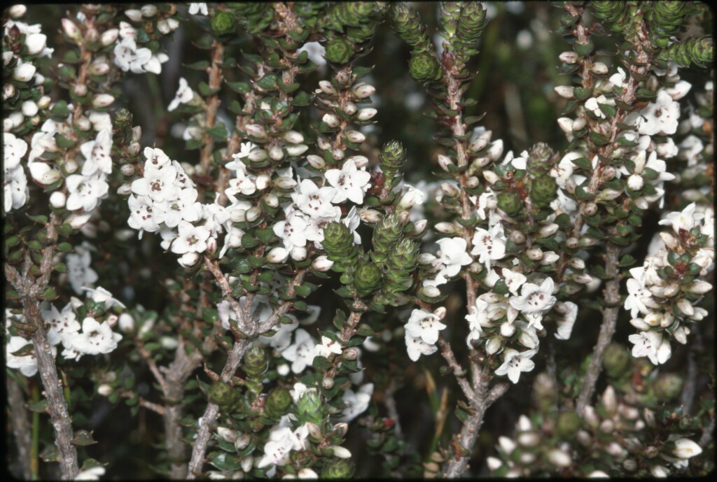 Epacris microphylla (hero image)