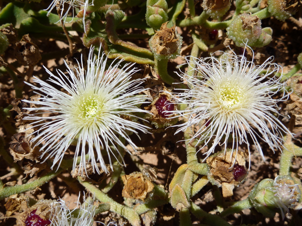 Mesembryanthemum guerichianum (hero image)