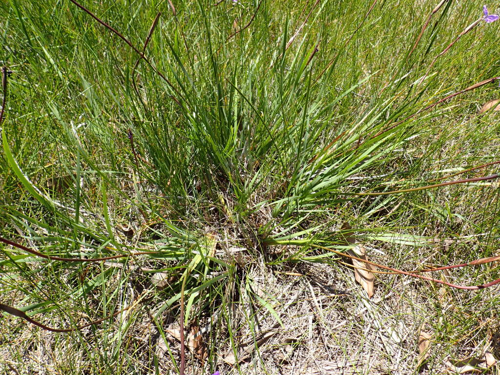 Patersonia occidentalis (hero image)