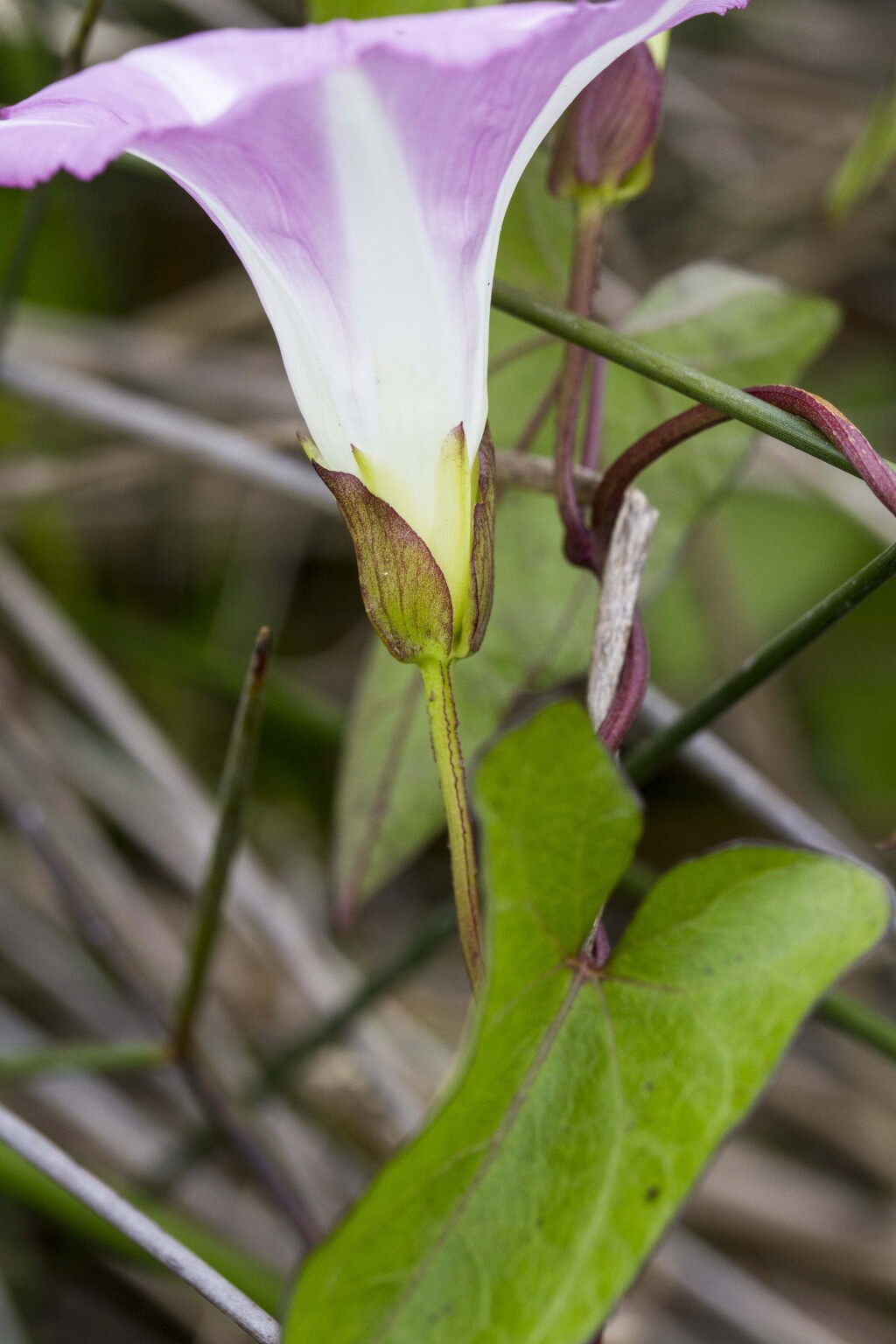 Calystegia sepium subsp. roseata (hero image)