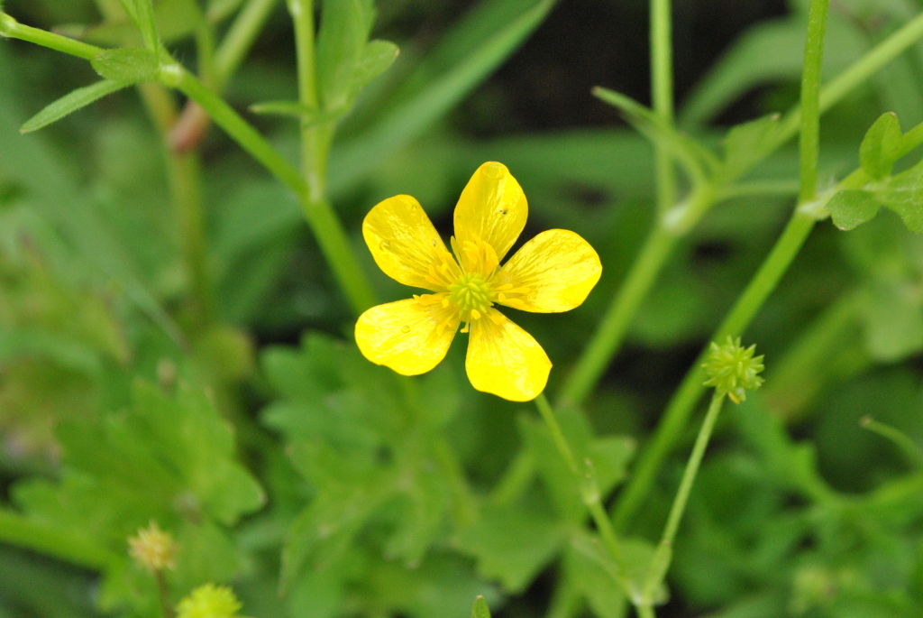 Ranunculus sardous (hero image)