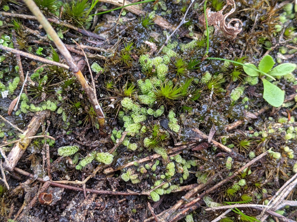 Chaetophyllopsis (hero image)