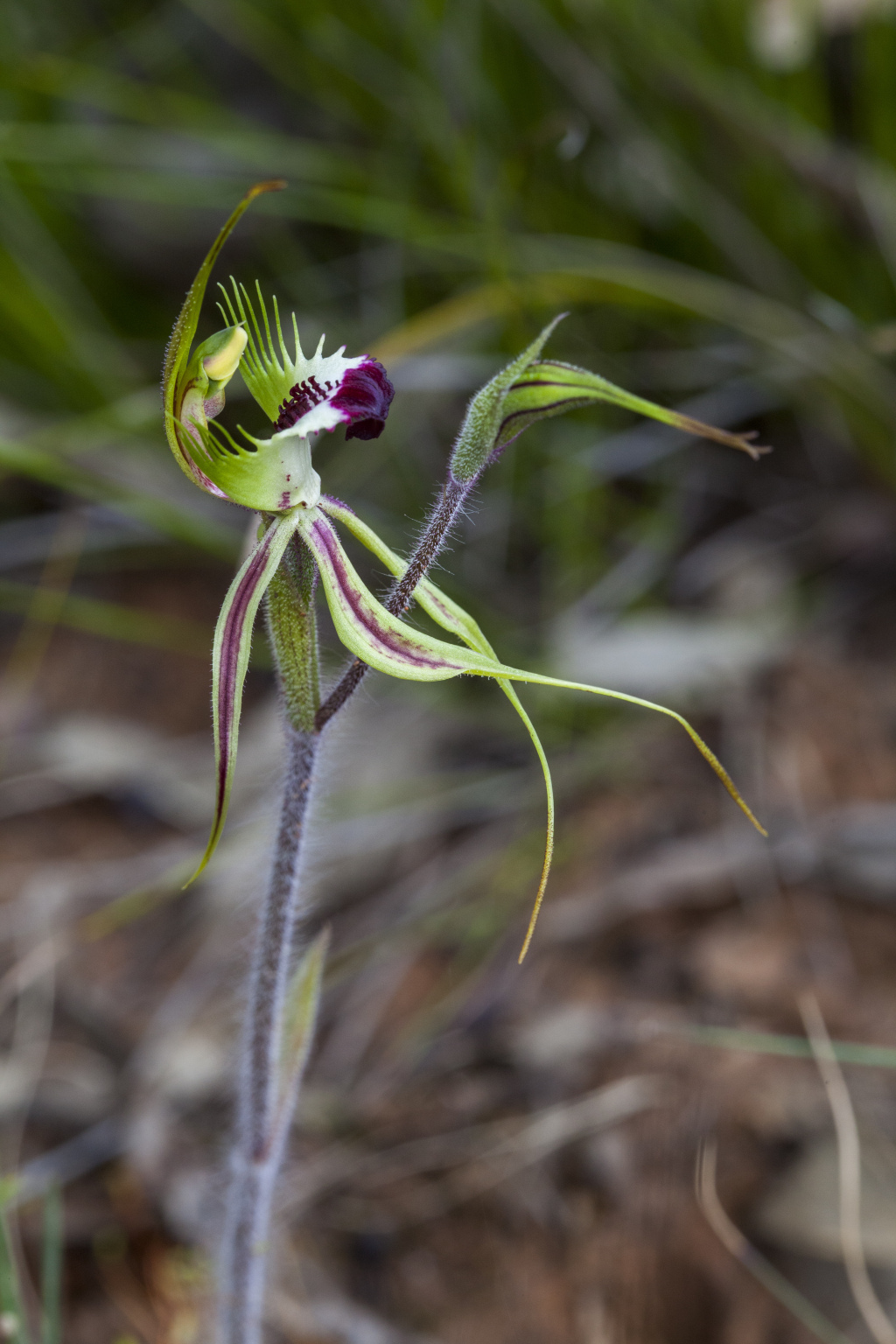 Caladenia tentaculata (hero image)