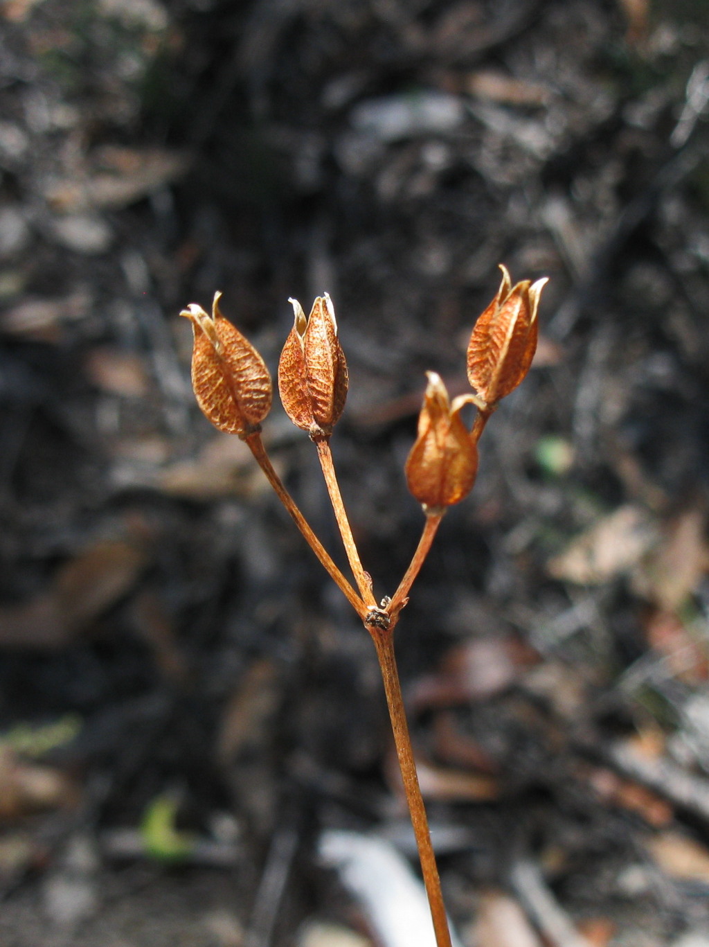 Burchardia umbellata (hero image)