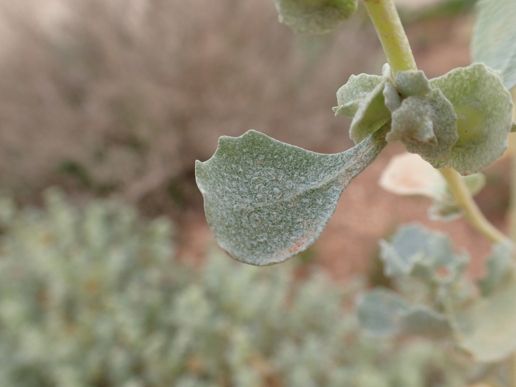 Atriplex lindleyi subsp. conduplicata (hero image)