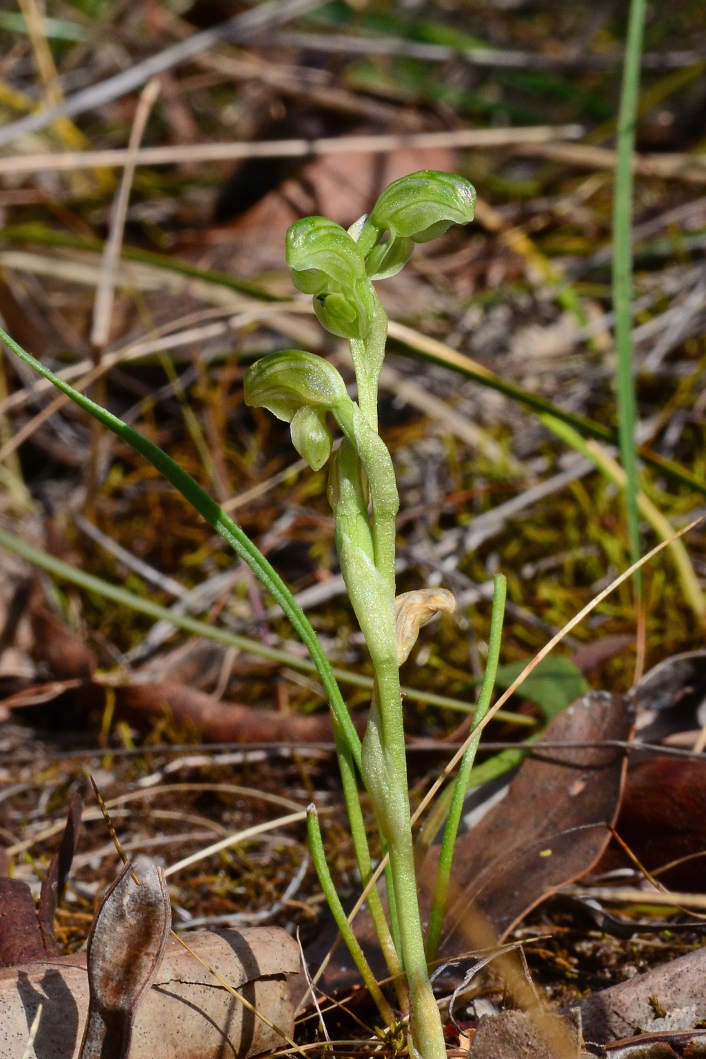 Pterostylis cycnocephala (hero image)