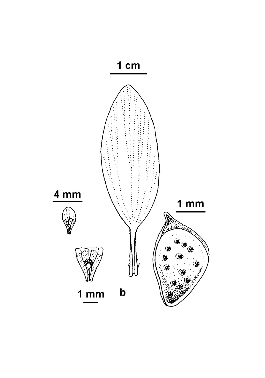 Ranunculus ophioglossifolius (hero image)