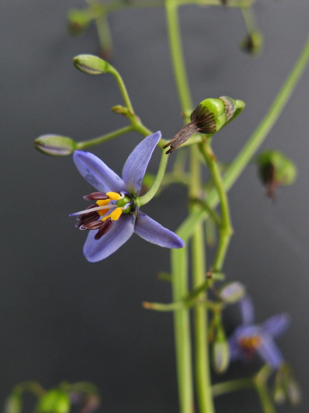 Dianella brevicaulis (hero image)