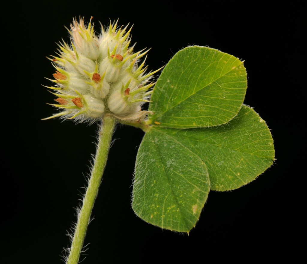 Trifolium striatum (hero image)