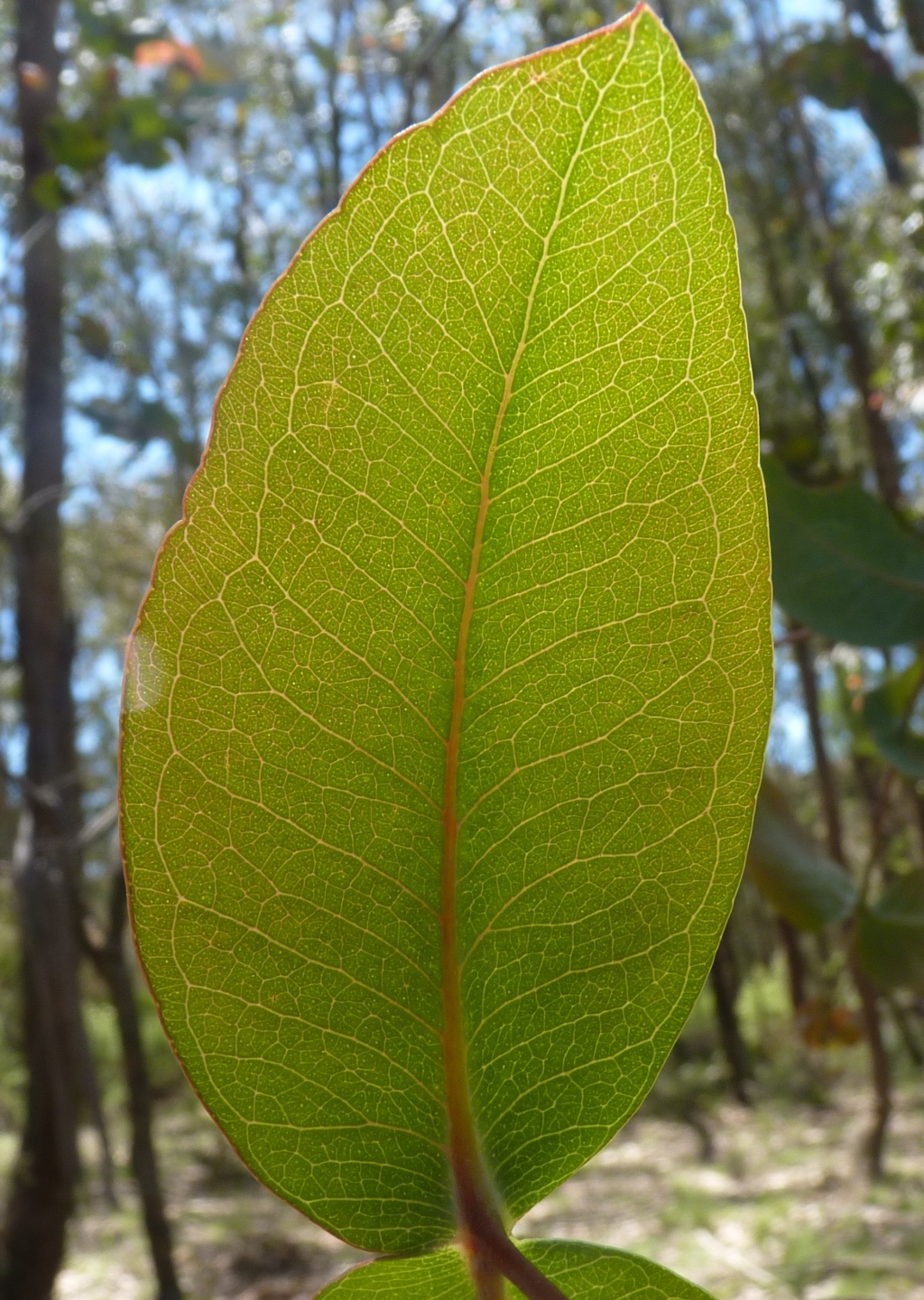 Eucalyptus dives (hero image)