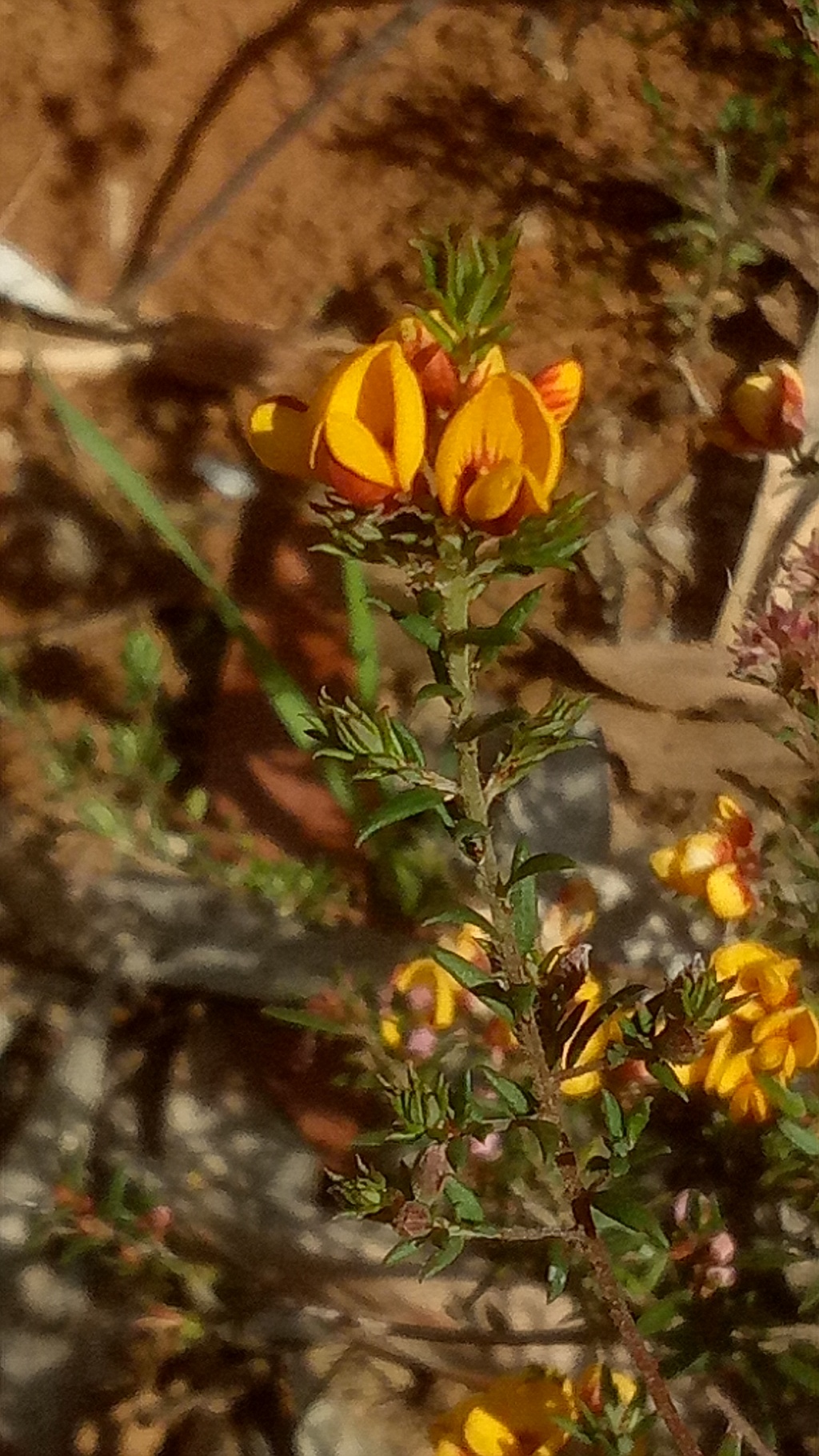 Pultenaea gunnii (hero image)