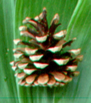 Pinus nigra subsp. laricio (hero image)