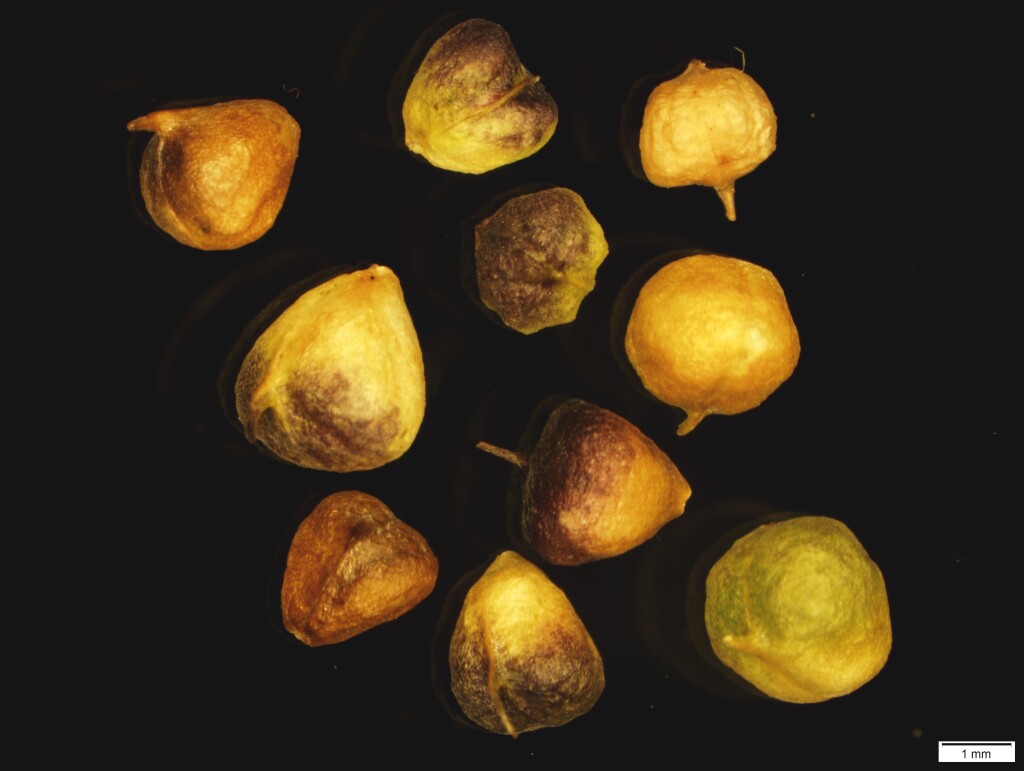 Ranunculus pachycarpus (hero image)