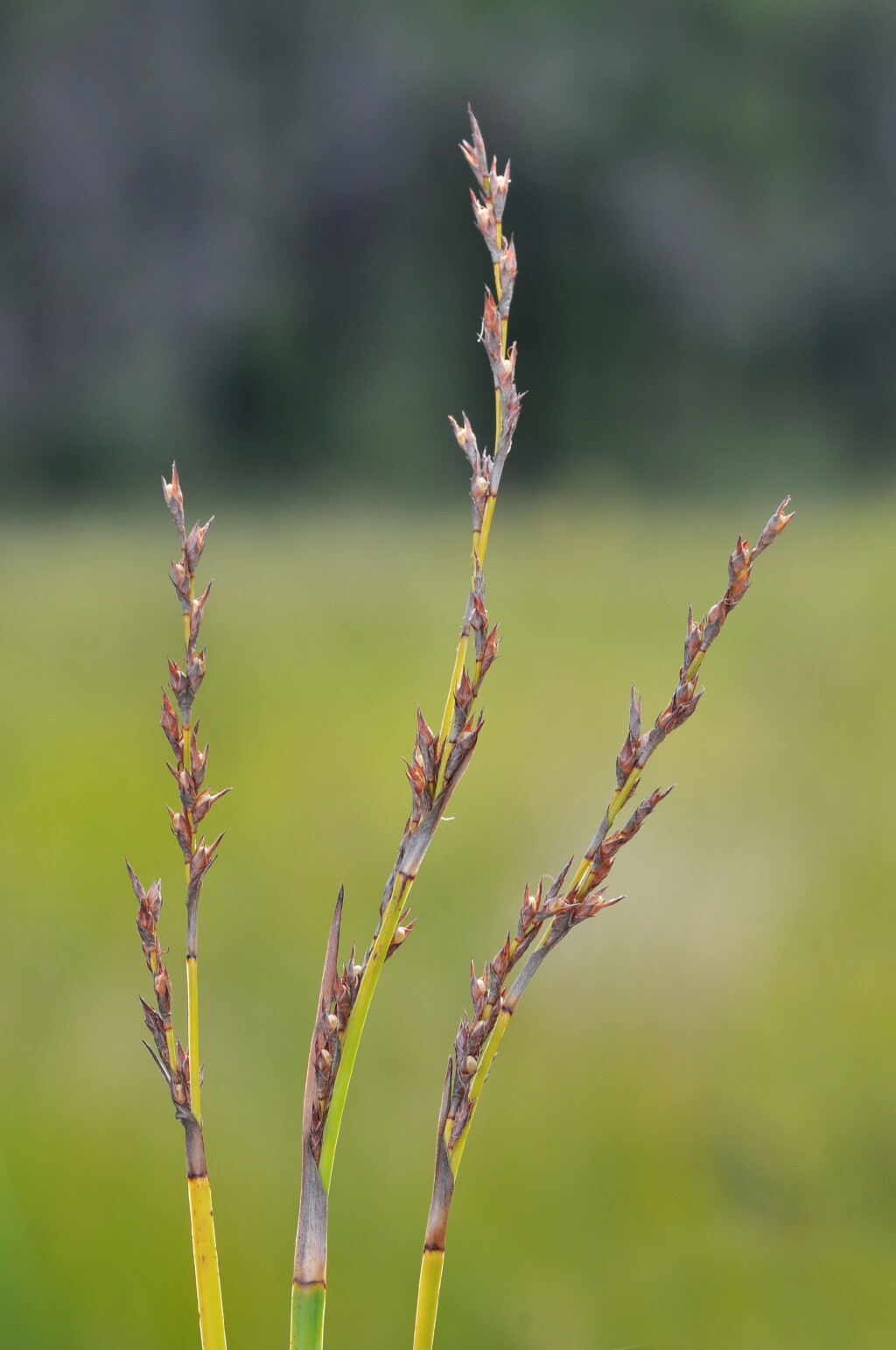 Lepidosperma laterale (hero image)