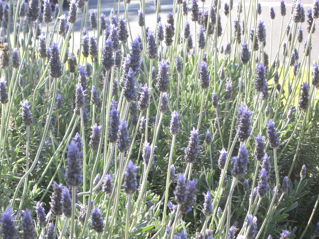Lavandula dentata (hero image)