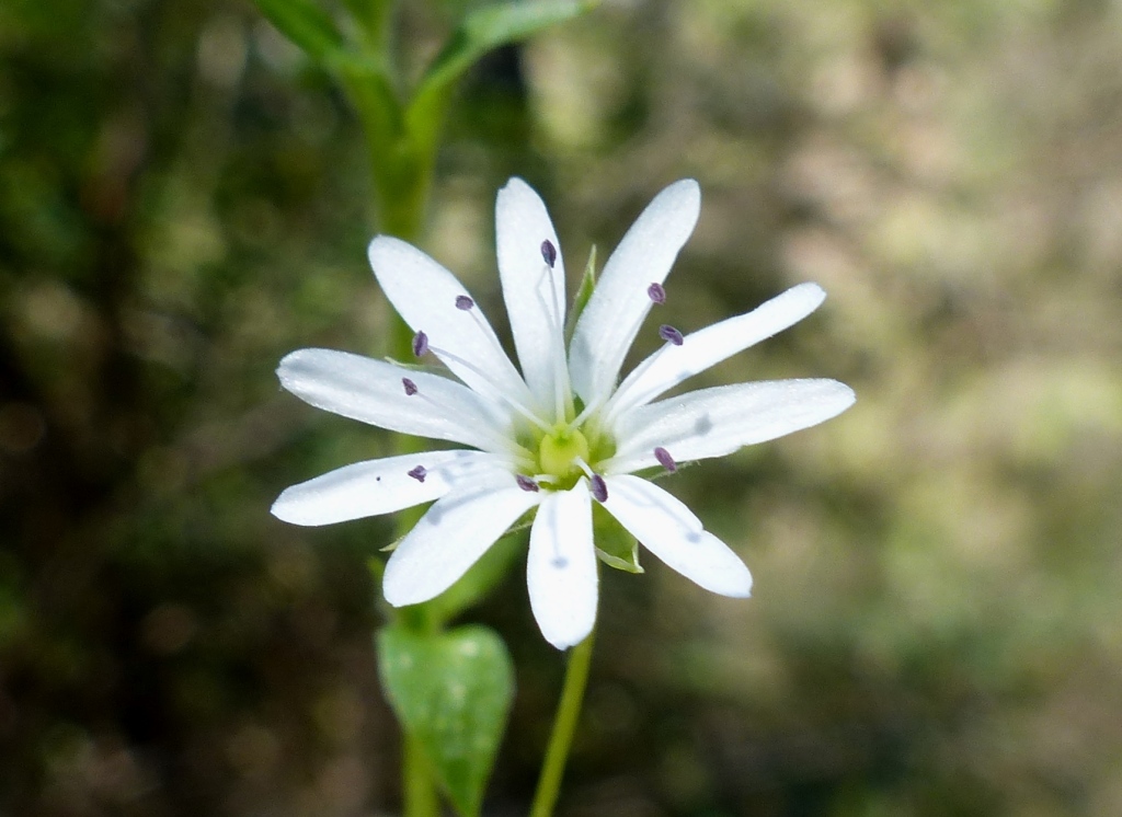 Stellaria flaccida (hero image)