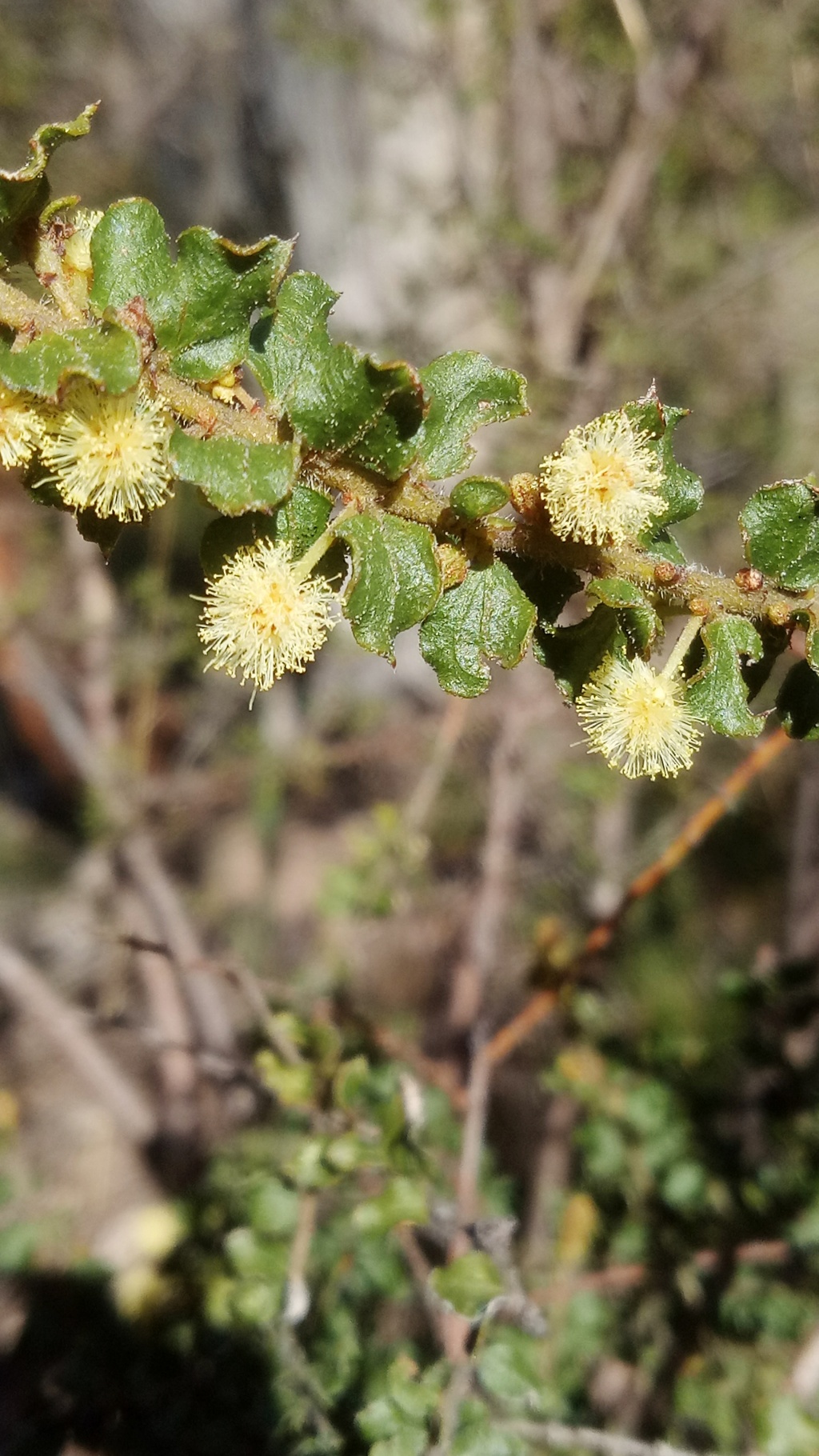 Acacia daviesii (hero image)