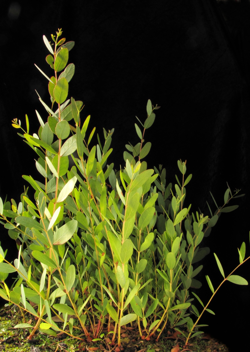 Eucalyptus aromaphloia (hero image)