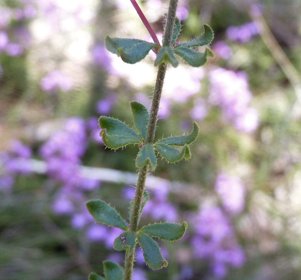 Tetratheca bauerifolia (hero image)