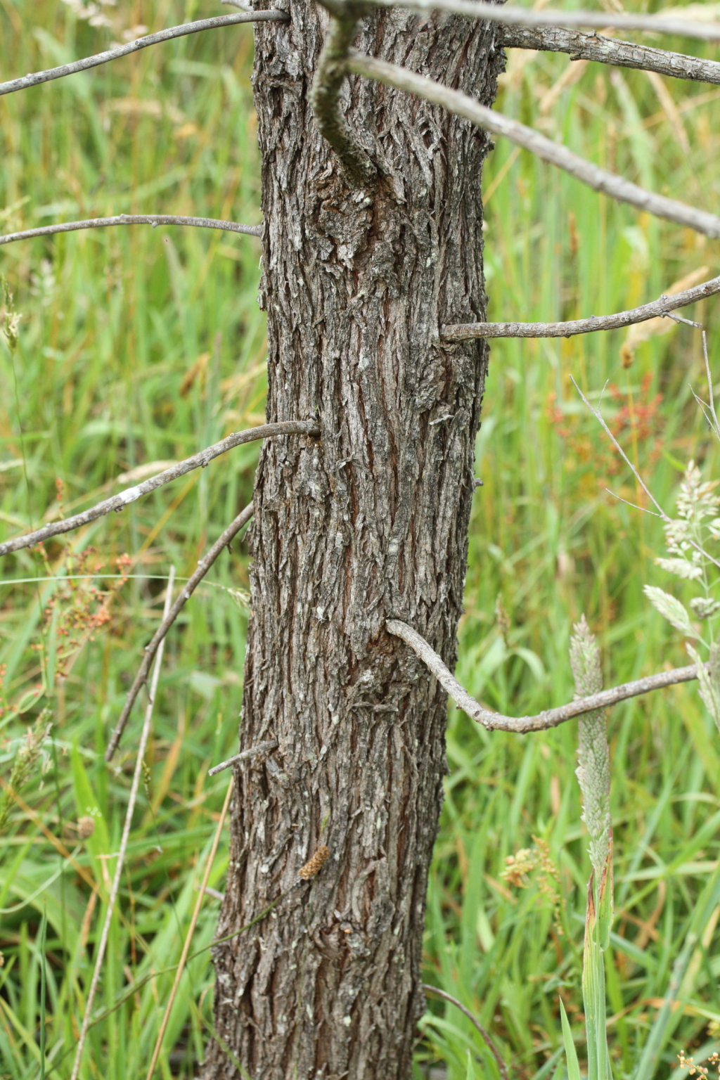 Viminaria juncea (hero image)