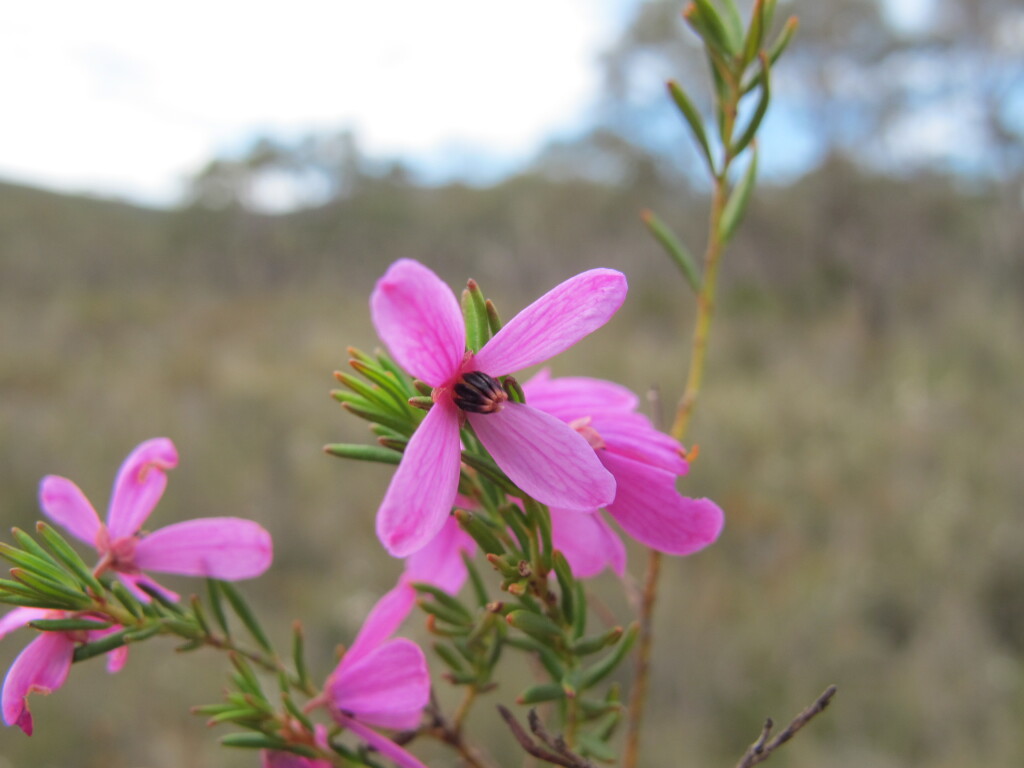 Tetratheca pilosa subsp. pilosa (hero image)