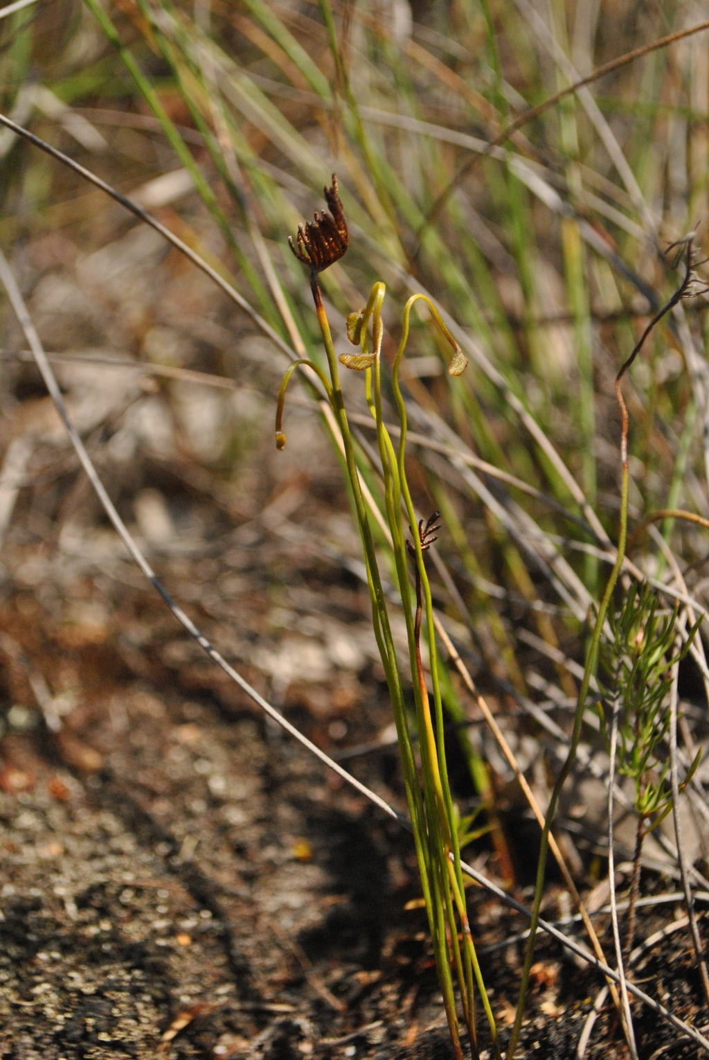 Schizaea (hero image)