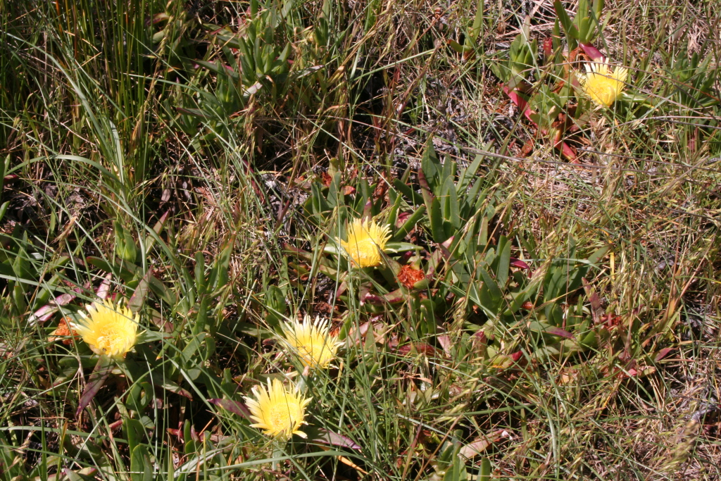 Carpobrotus edulis (hero image)