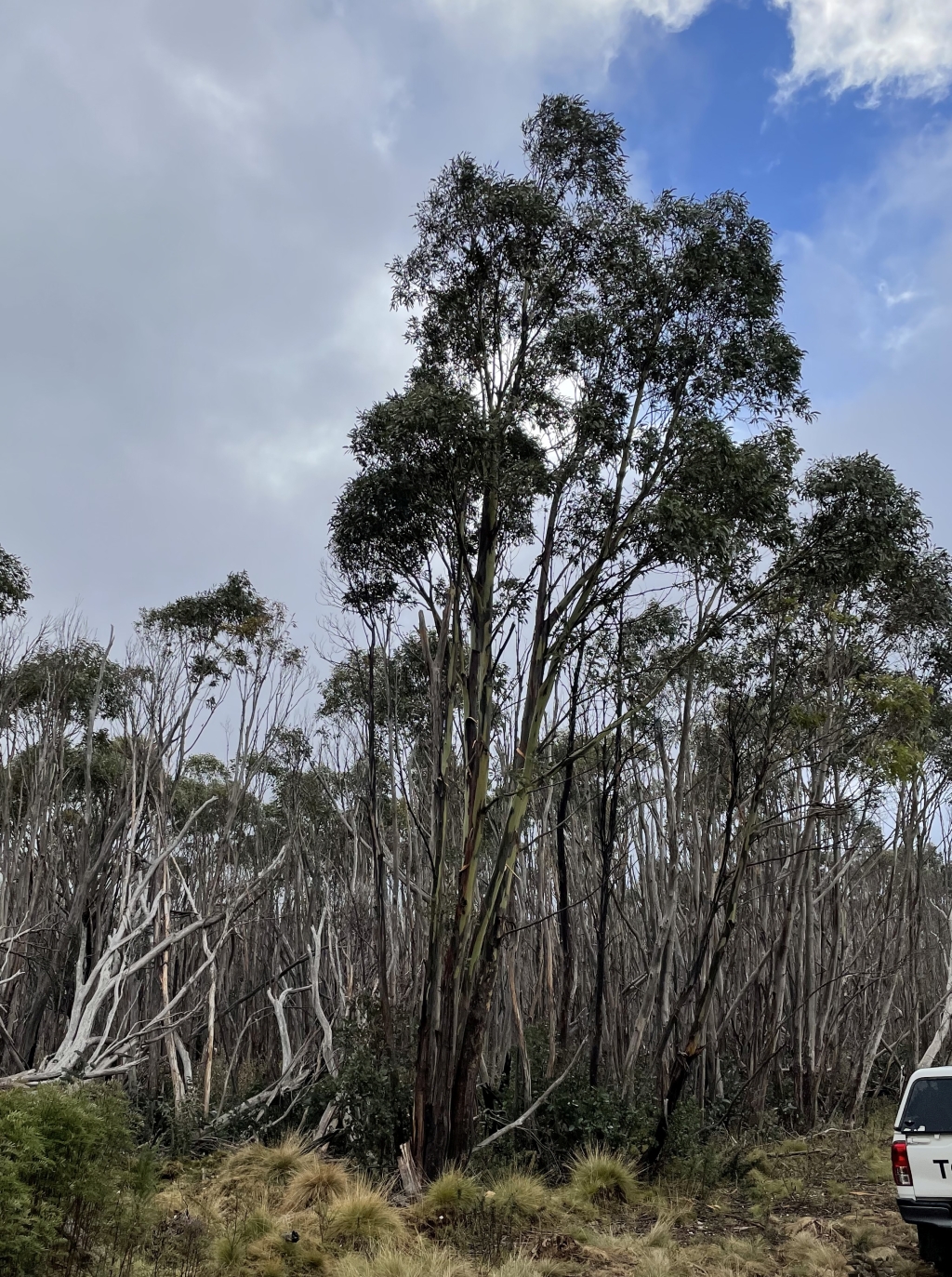 Eucalyptus elaeophloia (hero image)